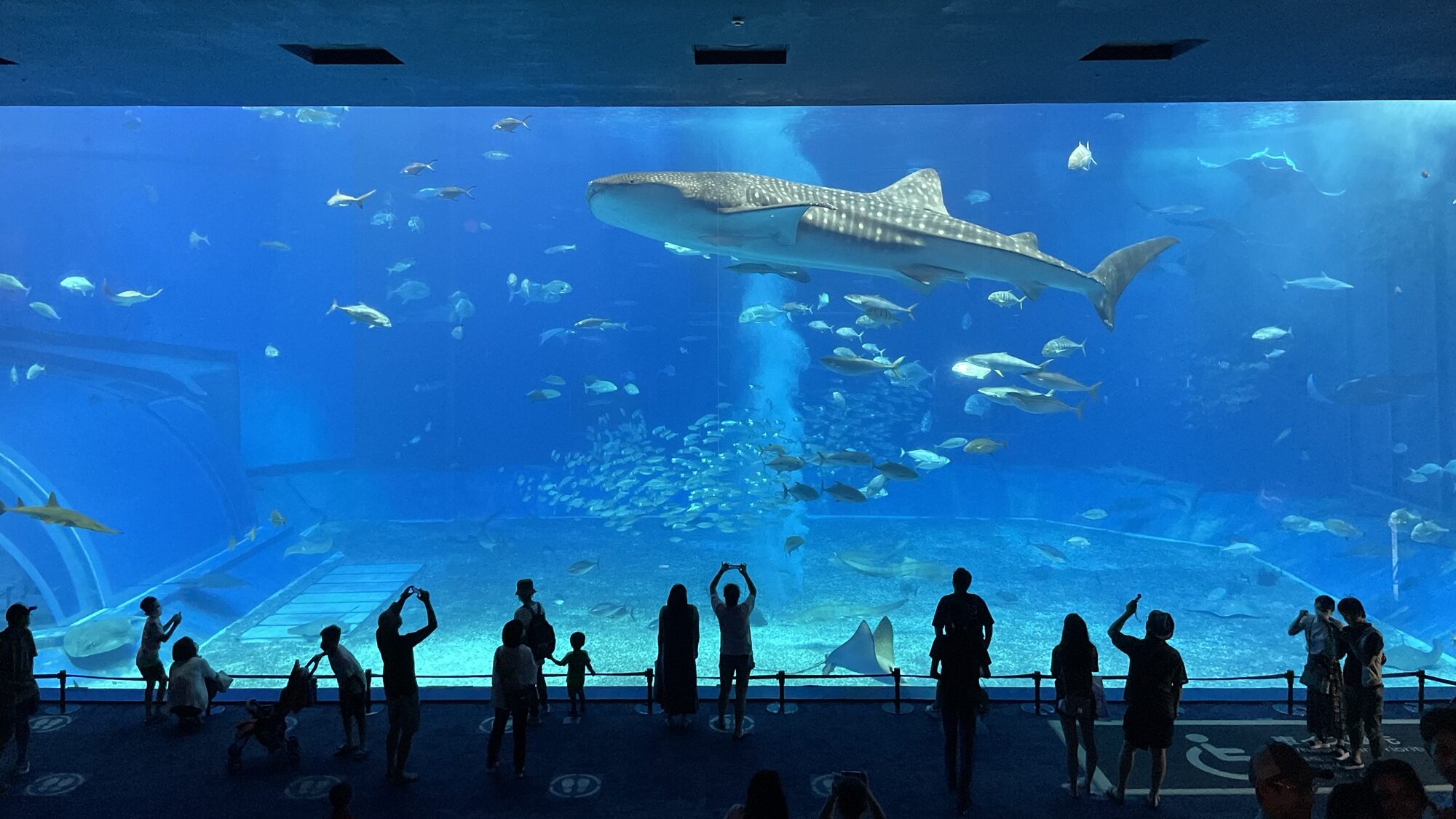 美ら海水族館